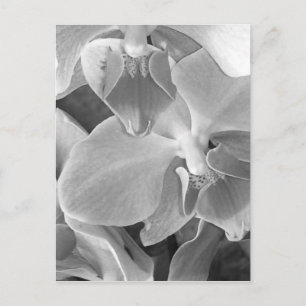 Orchideenblüten in Graustufen Postkarte