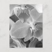Orchideenblüten in Graustufen Postkarte (Vorderseite)