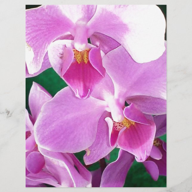Orchideenblüten in rosa (Vorderseite)