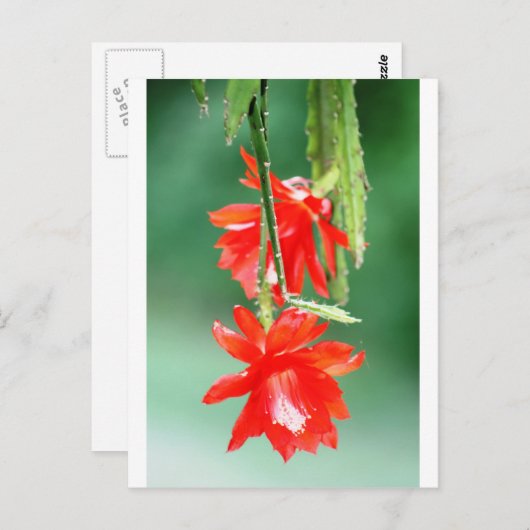 Orchideenkaktus im Blut Postkarte (Vorne/Hinten)