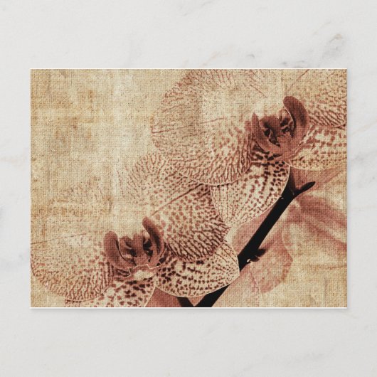 Orchideenkarte Postkarte (Vorderseite)