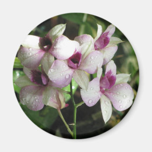 Orchideenmagnet Magnet