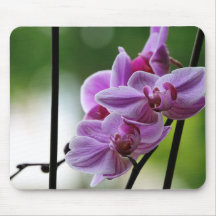 Orchideenpolster
