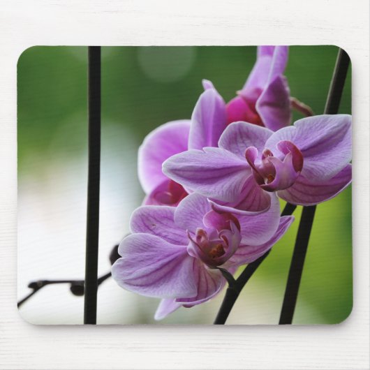 Orchideenpolster Mousepad (Vorne)
