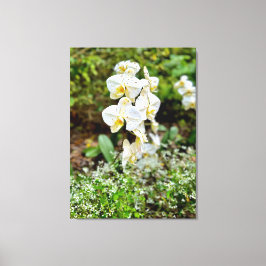 Orchideenschönheit Leinwanddruck