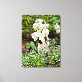 Orchideenschönheit Leinwanddruck
