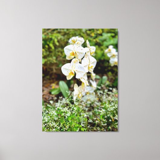 Orchideenschönheit Leinwanddruck (Vorderseite)