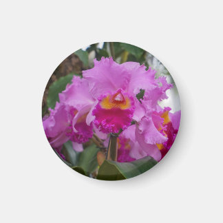 Orchideenschönheit Magnet