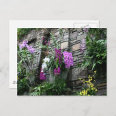 Orchideenwand Postkarte (Vorne/Hinten)