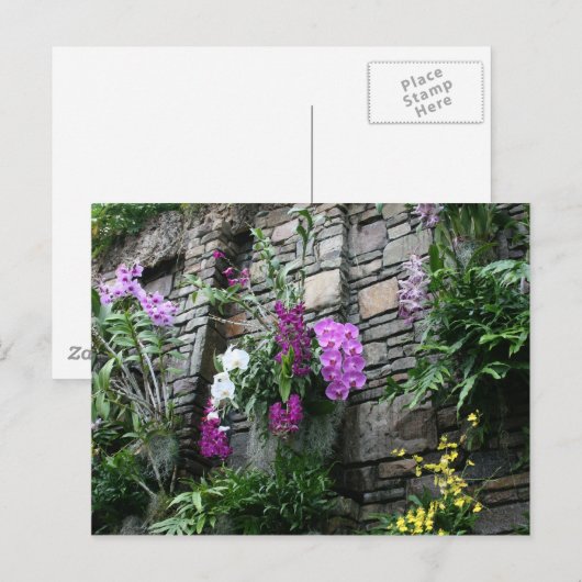 Orchideenwand Postkarte (Vorne/Hinten)
