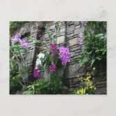 Orchideenwand Postkarte (Vorderseite)