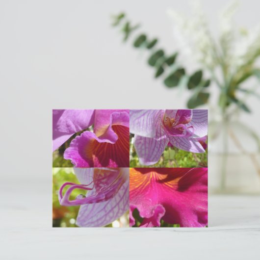 Orchids Cairns Postkarte (Stehend Vorderseite)