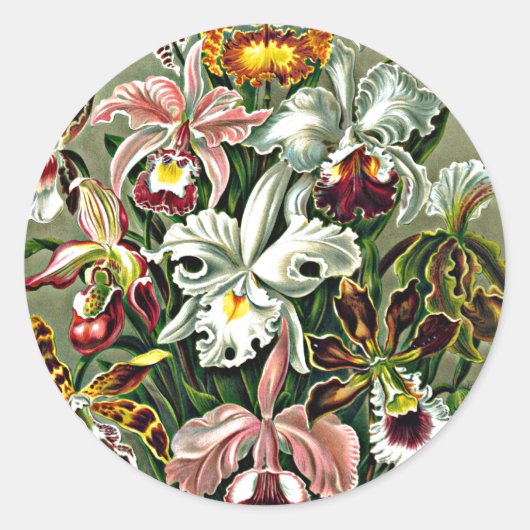 Orchids - Ernst Haeckel arwork, Orchidae Runder Aufkleber (Vorderseite)
