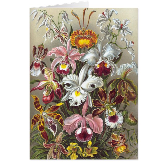 Orchids Ernst Haeckel Fine Art (Vorne)