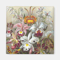 Orchids Ernst Haeckel Fine Art