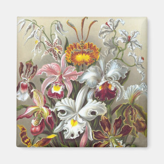 Orchids Ernst Haeckel Fine Art Magnet