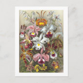 Orchids Ernst Haeckel Fine Art Postkarte (Vorderseite)