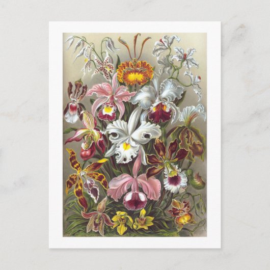 Orchids Ernst Haeckel Fine Art Postkarte (Vorderseite)