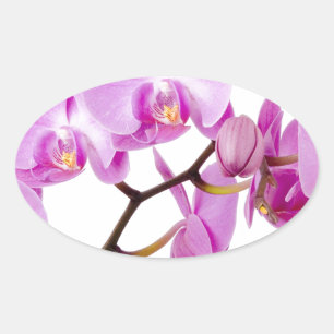 orchids-flowers.jpg ovaler aufkleber