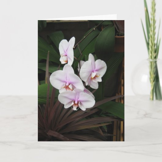 Orchids Grußkarte Karte (Vorderseite)