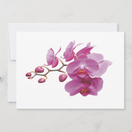 Orchids Inexpensive Hochzeitspakete Set Kits (Vorderseite)