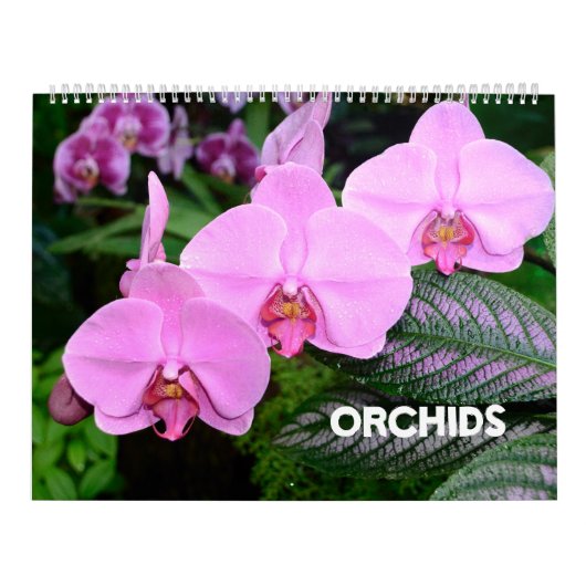 Orchids-Kalender mit 12 Monaten Kalender (Titelbild)
