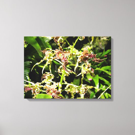 Orchids-Leinwand Leinwanddruck (Vorderseite)