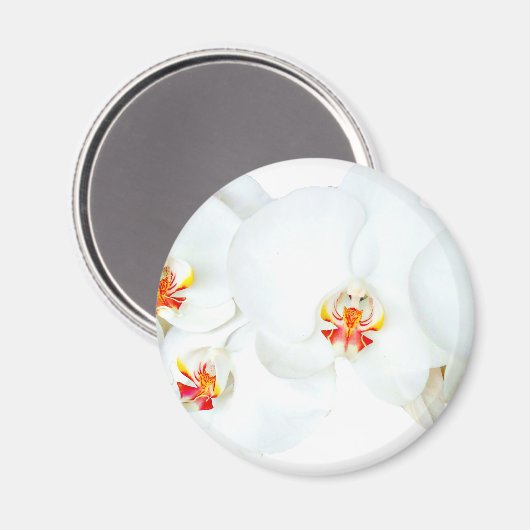 Orchids Liebe_ Magnet (Vorderseite/Rückseite)