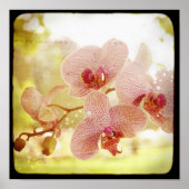 Orchids Poster (Vorne)