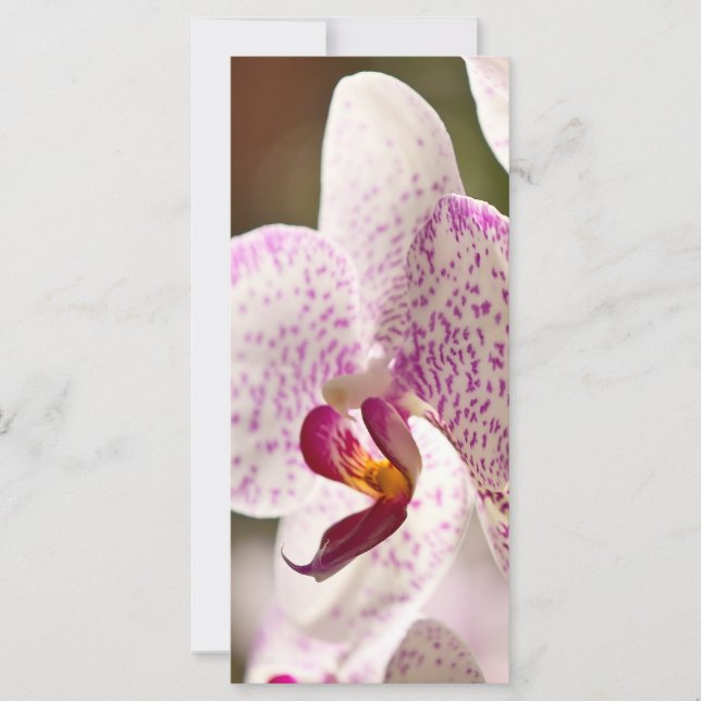 Orchids von Shirley Taylor (Vorderseite)