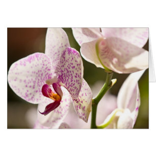Orchids von Shirley Taylor