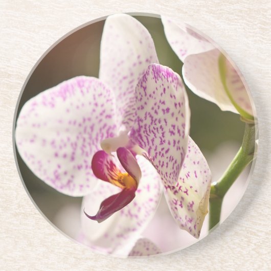 Orchids von Shirley Taylor Getränkeuntersetzer (Vorne)