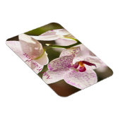 Orchids von Shirley Taylor Magnet (Rechte Seite)