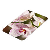 Orchids von Shirley Taylor Magnet (Linke Seite)