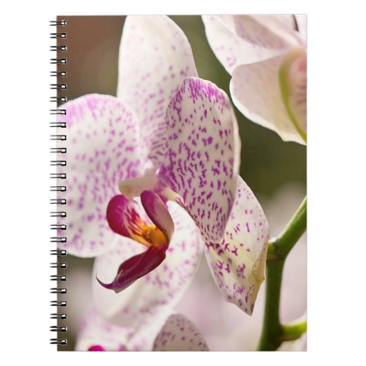 Orchids von Shirley Taylor Notizblock (Vorderseite)