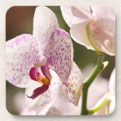 Orchids von Shirley Taylor Untersetzer (Vorderseite)