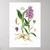 Orchis latifolia poster (Vorne)