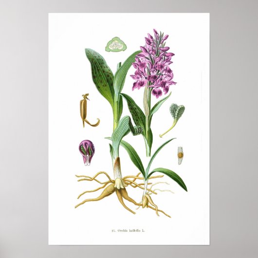 Orchis latifolia poster (Vorne)
