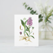 Orchis latifolia postkarte (Stehend Vorderseite)