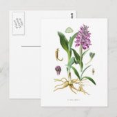 Orchis latifolia postkarte (Vorne/Hinten)