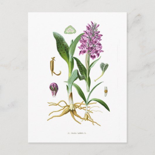 Orchis latifolia postkarte (Vorderseite)