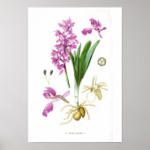 Orchis mascula poster (Vorne)