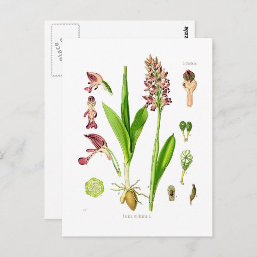 Orchis militaris (Militärorchid) Postkarte (Vorne/Hinten)
