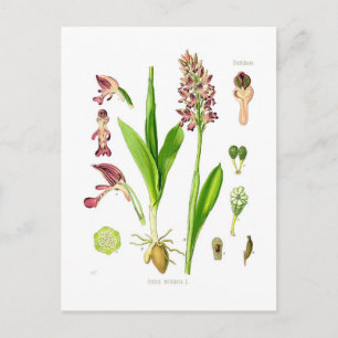 Orchis militaris (Militärorchid) Postkarte