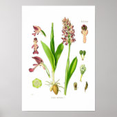 Orchis militaris poster (Vorne)