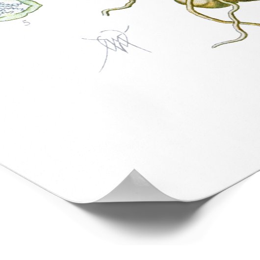 Orchis Morio Poster (Ecke)