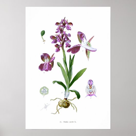Orchis Morio Poster (Vorne)