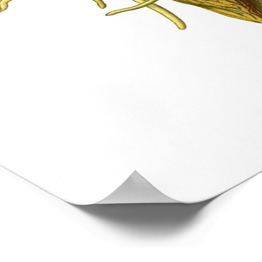 Orchis purpurea poster (Ecke)