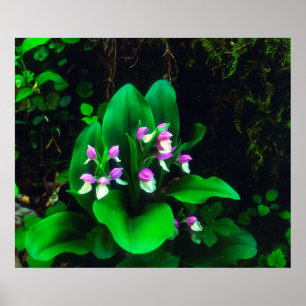 Orchis-Wildblumen Poster