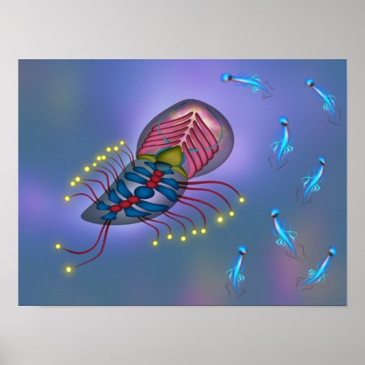 Orcoppilli schwimmt mit Freunden Poster (Vorne)